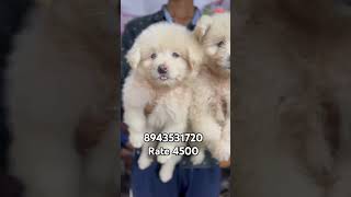 Quality lasapso puppies available in Kerala cheap price  vichu poochakkal [upl. by Ahtaela]