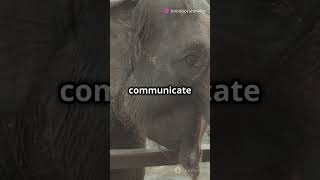 Explore the strangest facts and information about elephant facts amazingfacts shorts shortvideo [upl. by Ybloc]