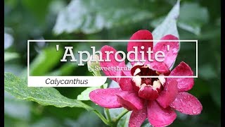 30 Seconds with Aphrodite Sweetshrub [upl. by Rim525]