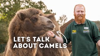 Lets Talk Bactrian Camels  Paradise Wildlife Park [upl. by Aracal]