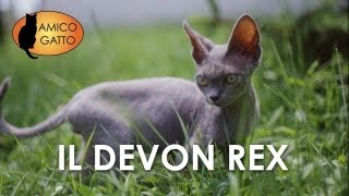 DEVON REX trailer documentario razza felina [upl. by Gunther]