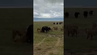 Look Buffalo Fights for Its Life Against Lions [upl. by Aisnetroh]