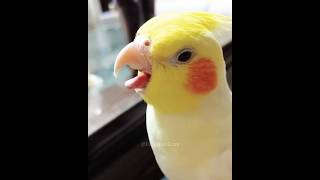 Cuteness Alert 🐥🥰 cockatielscraze birdscharm [upl. by Meredi595]