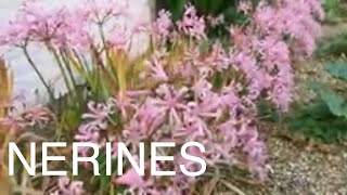 How to Grow Potted Nerines [upl. by Alexine300]