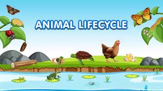 Animal Lifecycles for Kids  Learn About Animals and Insects Reproduction Cycle [upl. by Edwin256]