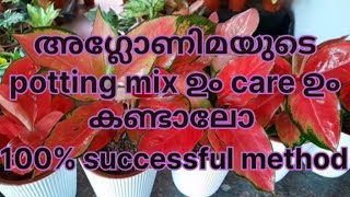 അഗ്ലോണിമയുടെ ഒരു simple potting mix ഉം plant care ഉം കണ്ടാലോ💯 successful methodaglaonema plants [upl. by Joelly318]