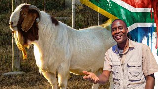 Inside a SUCCESSFUL Goat Farm in South Africa The Business of Boer Goats [upl. by Layor86]