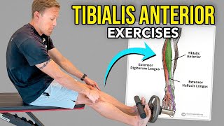 4 Tibialis Anterior Exercises [upl. by Atil941]