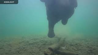 Underwater Salmon Cam  Katmai National Park  2023 Highlights [upl. by Anhpad]