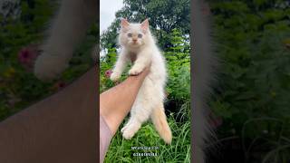 Flame Point Persian kitten  Cats for sale shorts [upl. by Chirlin560]