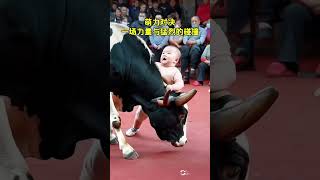 With his innocent smile and unconventional moves the baby bravely challenged the cow The cow als [upl. by Detta968]