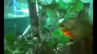 fish 13 piranha Vs black belt cichlid [upl. by Nelyag890]