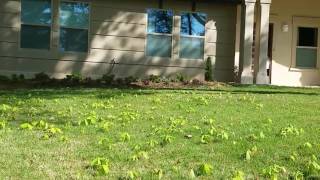 How to Minimize Tree Saplings in your Yard [upl. by Ethelinda]