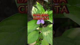 🌸Barleria cristata🌸 [upl. by Eibor]