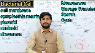 65 Structure Present in Bacteria and their Functions Fsc Biology class 11 [upl. by Narih]