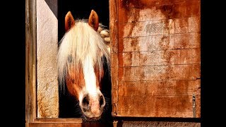 Características de Establos para Equinos en Brasil TvAgro por Juan Gonzalo Angel [upl. by Cassiani]