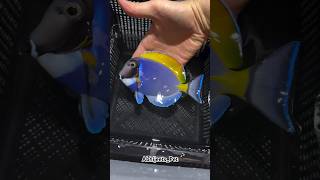 Dory Fish from Finding Nemo🐠shorts shortsfeed fish nemo dory petsvlog petfish guppy pets [upl. by Eldwun23]