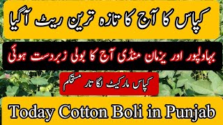 Cotton market in Punjab Pakistan  Bahawalpur and yazman gala mandi today Boli cotton farming [upl. by Scoter]