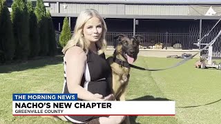 Shelter dogs trained for search and rescue [upl. by Loos]