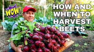 Harvesting BEETS  WHEN AND HOW TO HARVEST BEETS  Harvesting beets is exciting [upl. by Adiaroz]