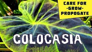 How to Grow Colocasia  experienced tips and garden walk through [upl. by Yennek]