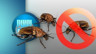 Anti Roaches Invasion Ultrasonic Sound Stop Beetle Insects How to get rid of Cockroach Forever [upl. by Nnyleak]