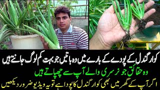 Things that few people know about the aloe vera plant  Secret To Grow Aloe Vera Plant [upl. by Yllil]