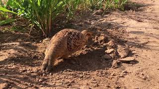 francolin bird naturl teetar partridge bird food [upl. by Christophe]