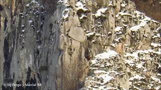 Oso pardo cantábrico en su cueva de hibernación [upl. by Sabelle162]