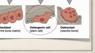 Bone Cells [upl. by Winthorpe168]