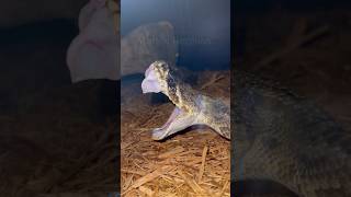 Eastern diamondback rattlesnake FANGS rattlesnake snakes animals [upl. by Haleeuqa]