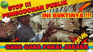 GARA GARA PAKAI JAKABA  PRODUKSI MBLUDAK jakaba jamurtiram [upl. by Scriven]