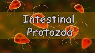 Quiz  Intestinal amp Urogenital Protozoa infections [upl. by Diandra]