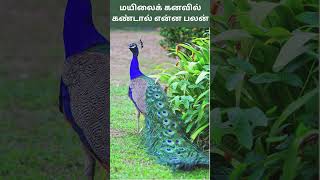 மயிலைக் கனவில் கண்டால் என்ன பலன்  Mayilai Kanavil Kandal Enna Palan  Digital Naveen [upl. by Akirat]