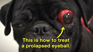 This is how to treat a prolapsed eyeball  Episode 21 [upl. by Sholes]