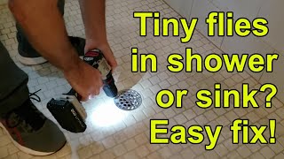 How to get rid of drain flies in shower kitchen or bathroom [upl. by Taddeusz]