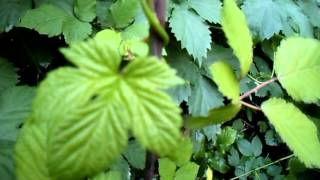 Riconoscere il Luppolo Humulus Lupulus le proprietà e come cucinarlo [upl. by Hnamik]