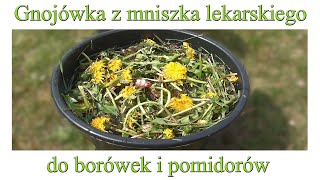 Gnojówka z mniszka lekarskiego do borówek i pomidorów  Ogrodowe pierdamony 94 [upl. by Nilhsa]