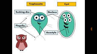 Stool Analysis 13 Giardia lamblia الجيارديا [upl. by Agnola122]