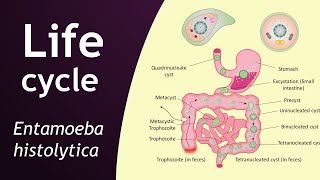 Life cycle of Entamoeba histolytica  parasitology  Basic Science Series [upl. by Biddy222]