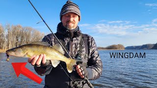 MISSISSIPPI RIVER wingdam walleyes [upl. by Stroup234]