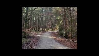 Waldspaziergang Holzhausen November 6 Ganzer Weg am 061124 [upl. by Mcarthur]