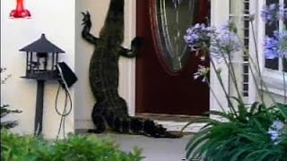 ALLIGATOR RINGS DOORBELL OF A SOUTH CAROLINA RESIDENCE [upl. by Annagroeg]