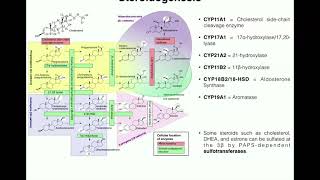 Steroidogenesis  The Biosynthesis of Steroids from Cholesterol [upl. by Klina]