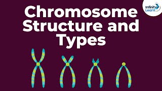 Genetics  Chromosome Structure and Types  Lesson 18  Dont Memorise [upl. by Gibeon127]