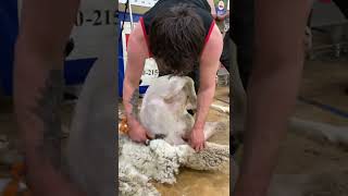 Kurtis Mooney  2022 Black Hills Stock Show amp National Sheep Shearing Contest USA 🇺🇸 [upl. by Emirac]