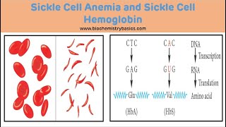 Sickle Cell Anemia Biochemistry  Sickle Cell Anemia [upl. by Gothart344]