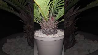 Cycas revoluta Palmfarn [upl. by Adrianne]