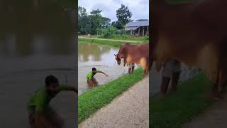 When Cows Try to Be Funny 😂 Epic Failquot [upl. by Coffeng]