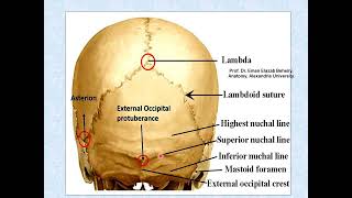 Norma occipitalis of the skull [upl. by Meehyr]